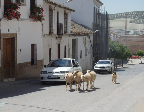 The Sheep Dog is herding sheep through the town.